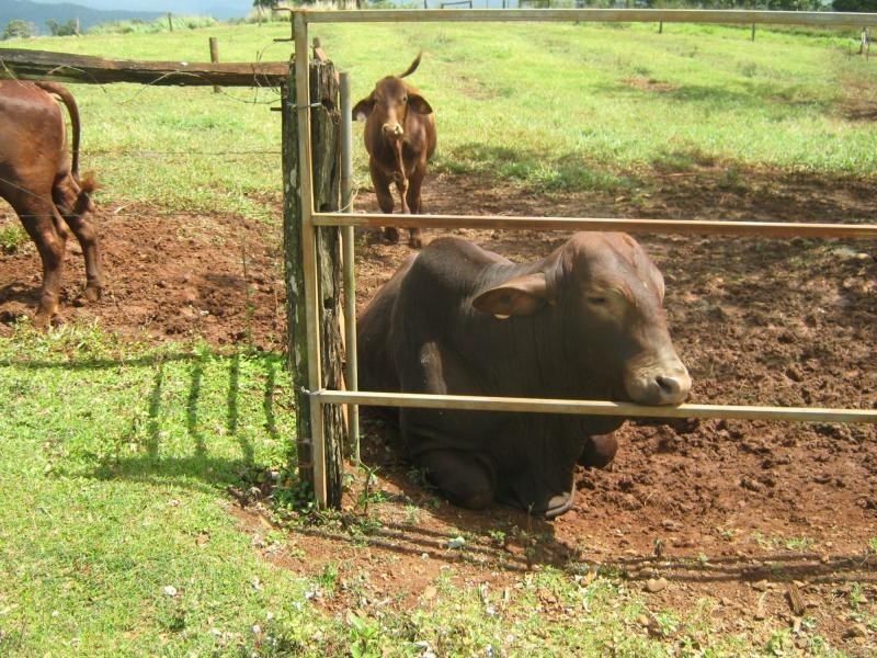 East Palmerston QLD 4860