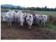 Mena Creek QLD 4871