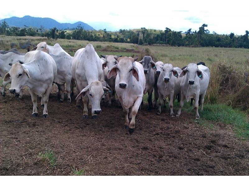 Mena Creek QLD 4871