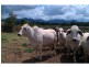 Mena Creek QLD 4871