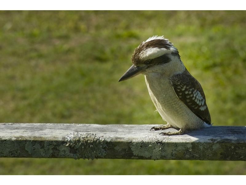 448 Cooroy – Noosa Road, Tinbeerwah QLD 4563