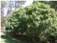 Minden QLD 4311