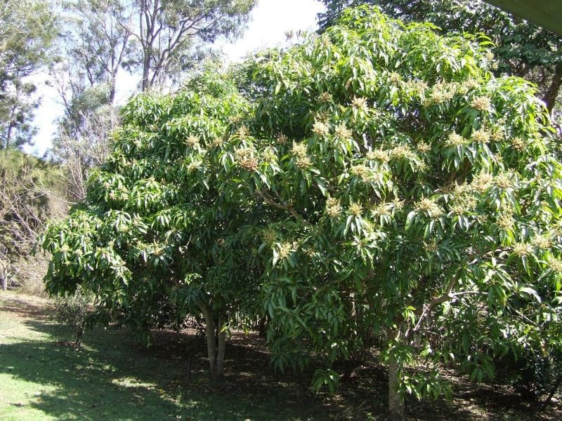 Minden QLD 4311