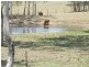Laidley Creek West QLD 4341