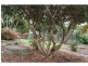 38 Poinciana Drive, Innes Park QLD 4670