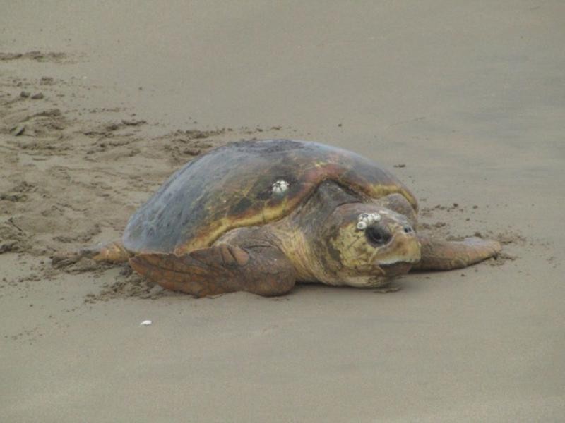 2 Sandstone Street, Burnett Shores, Burnett Heads QLD 4670