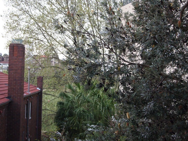 Unit 12/20 Waratah Street, Rushcutters Bay NSW 2011