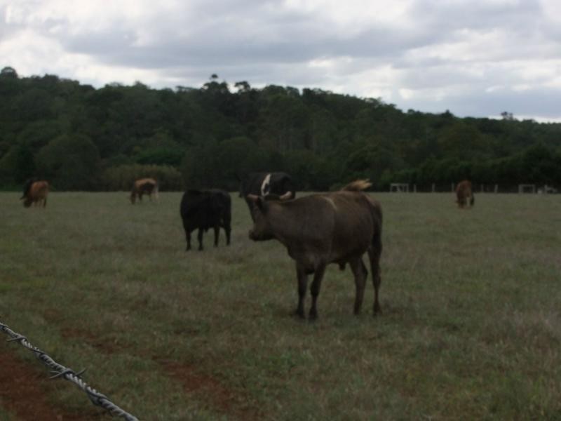 Yungaburra QLD 4884