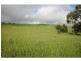 Yungaburra QLD 4884