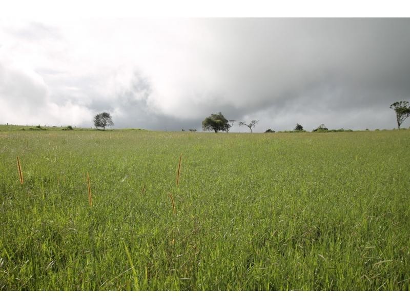 Yungaburra QLD 4884