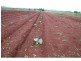 Yungaburra QLD 4884