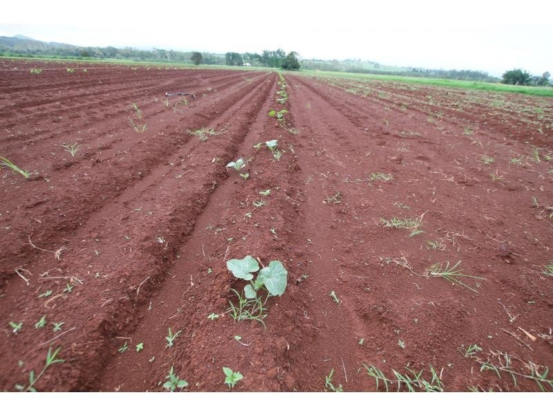 Yungaburra QLD 4884