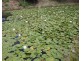 Malanda QLD 4885