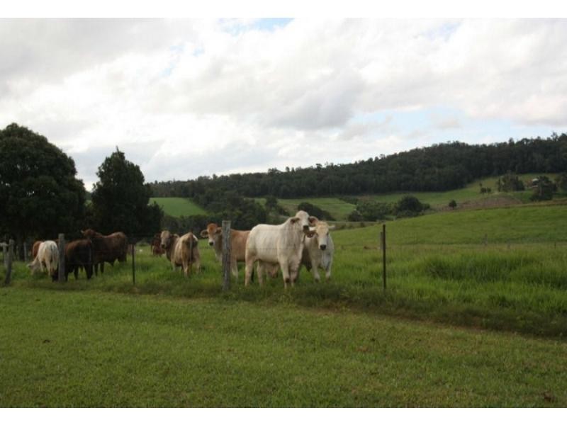 Yungaburra QLD 4884