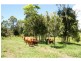 Yungaburra QLD 4884