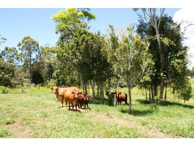 Yungaburra QLD 4884