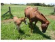 Yungaburra QLD 4884