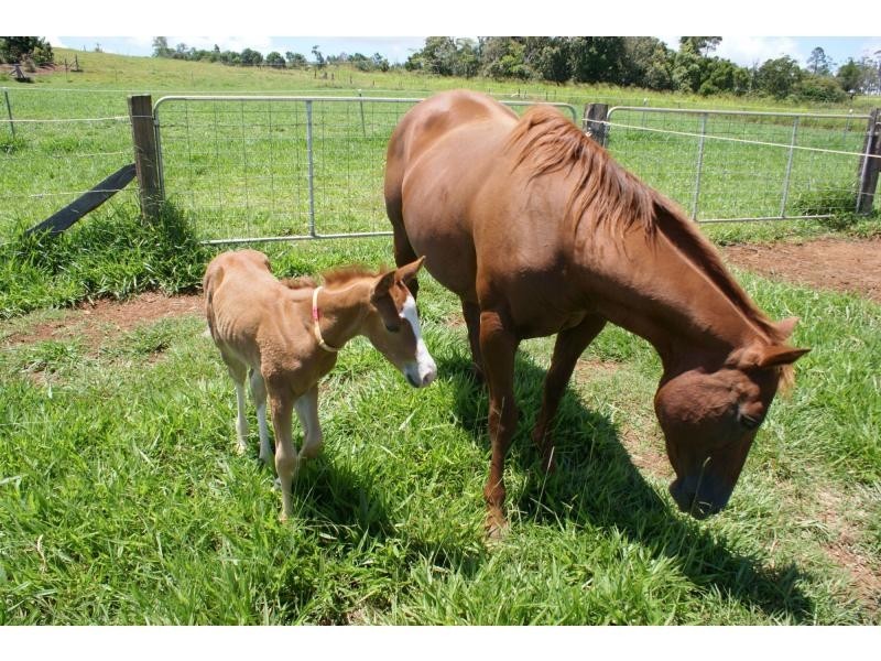 Yungaburra QLD 4884