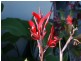 96 Moresby Street, Trinity Beach QLD 4879