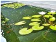 Yungaburra QLD 4884
