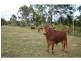 Yungaburra QLD 4884