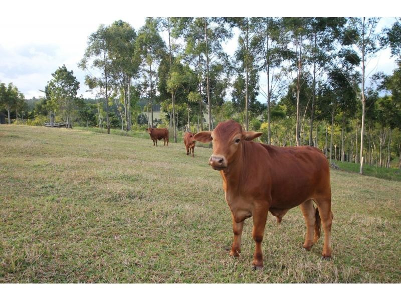 Yungaburra QLD 4884