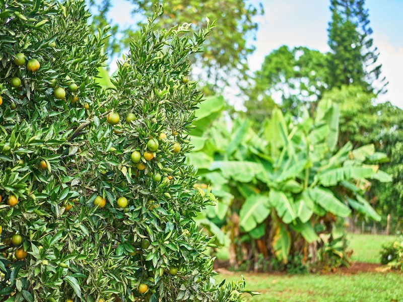 Malanda QLD 4885