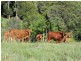 Lot 12 242 Lloyd Road, Yungaburra QLD 4884