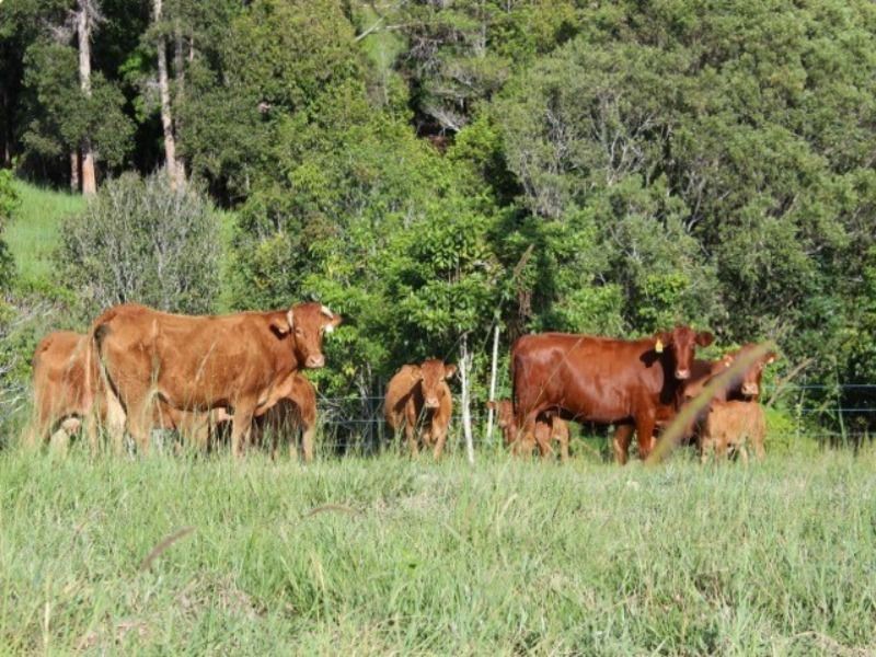 Lot 12 242 Lloyd Road, Yungaburra QLD 4884