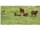 Lot 12 242 Lloyd Road, Yungaburra QLD 4884