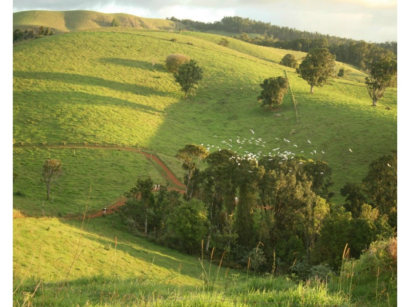 Millaa Millaa QLD 4886