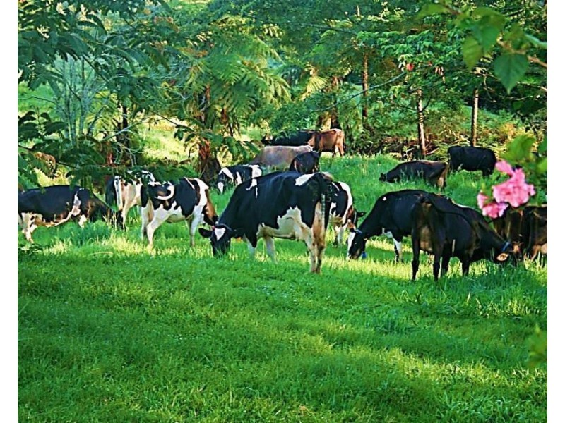 Millaa Millaa QLD 4886