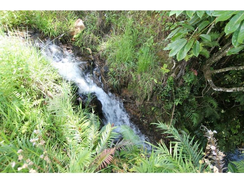 Millaa Millaa QLD 4886