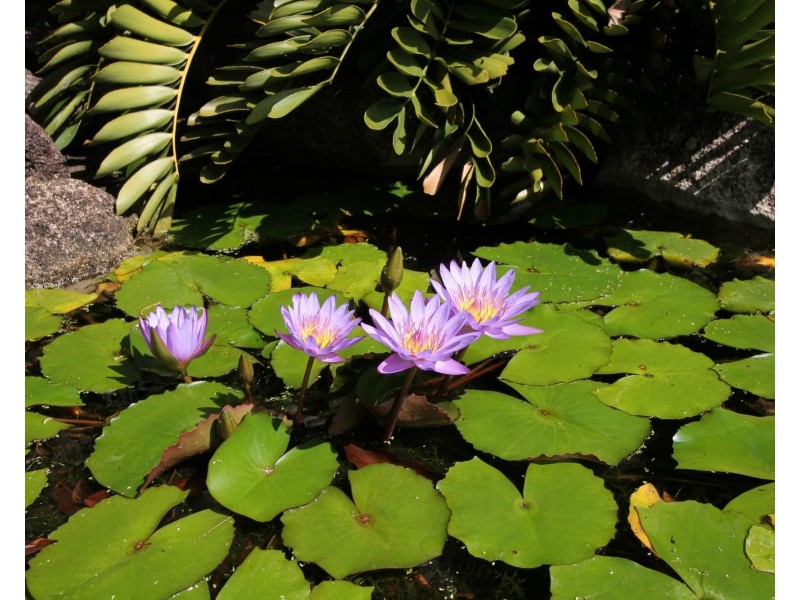 Upper Barron QLD 4883