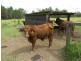 Yungaburra QLD 4884