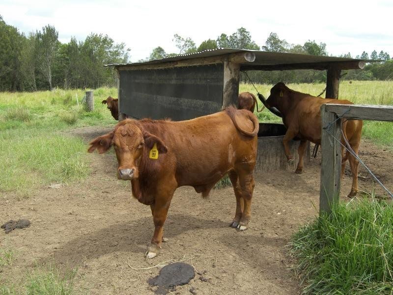 Yungaburra QLD 4884