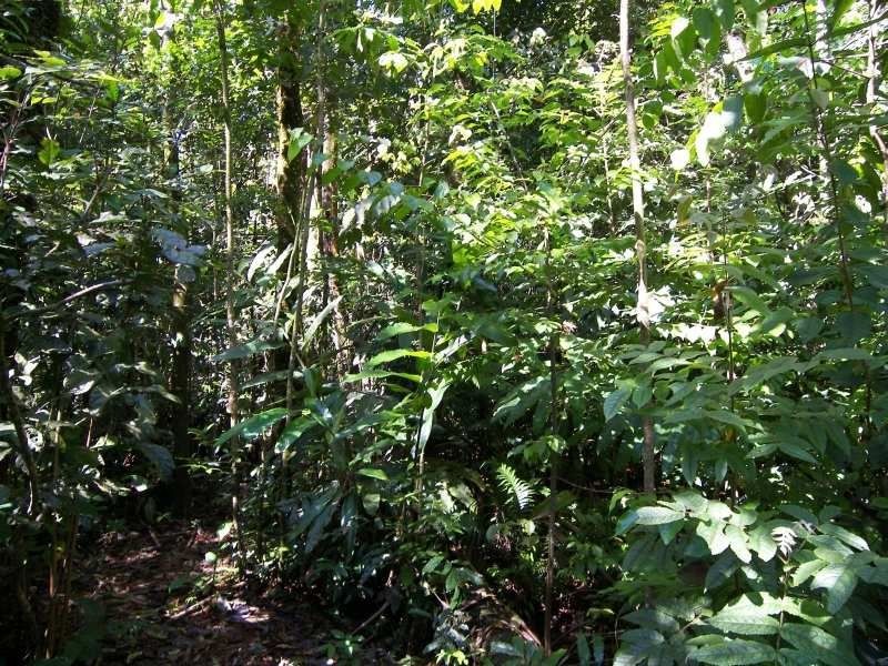 1 Old Boonjie Road, Topaz QLD 4885