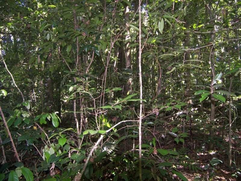 1 Old Boonjie Road, Topaz QLD 4885