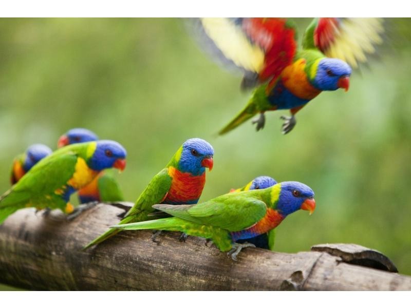 Malanda QLD 4885