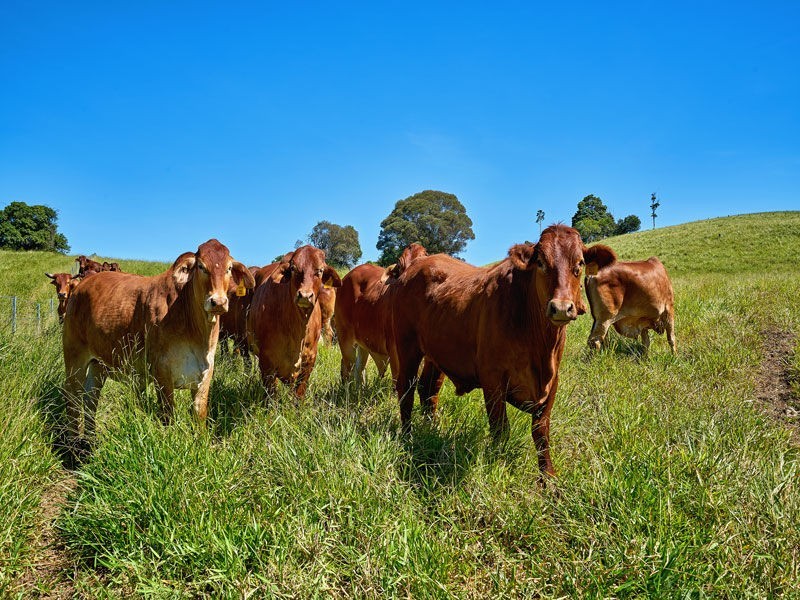 Lot 22 Powley Road, Yungaburra QLD 4884
