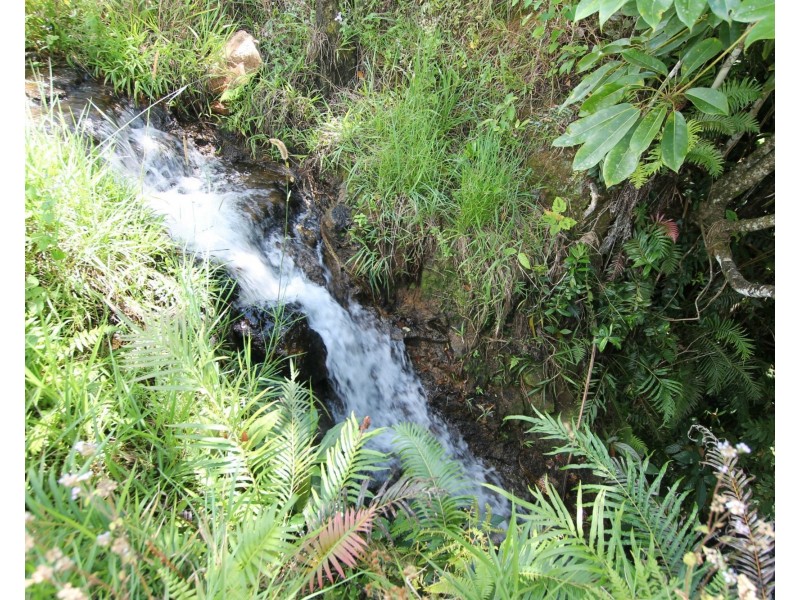 Millaa Millaa QLD 4886