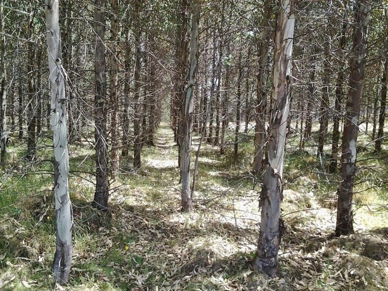 L1 Lonah Road, Staverton TAS 7306