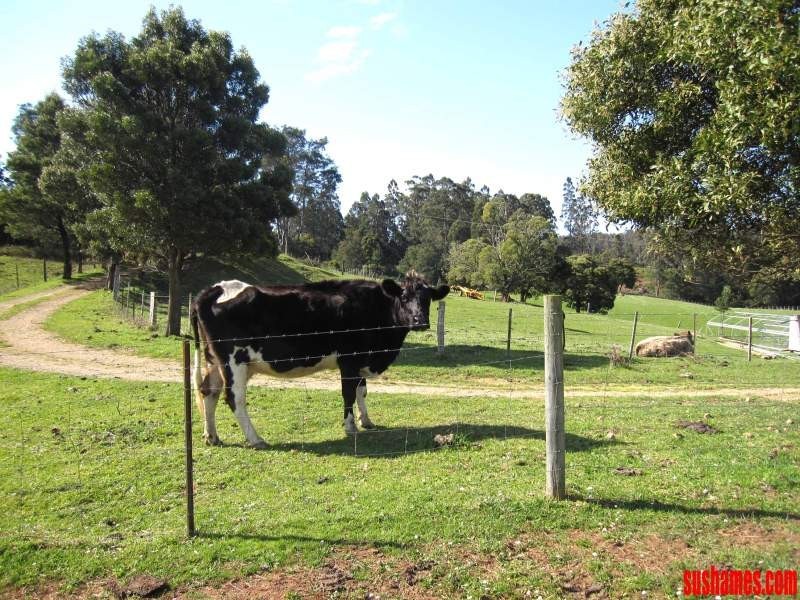 1909 Wilmot Road, Lower Wilmot TAS 7310