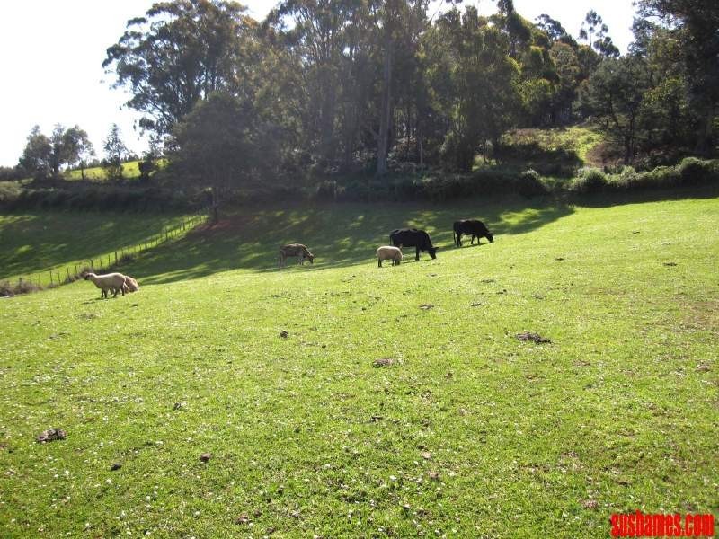 1909 Wilmot Road, Lower Wilmot TAS 7310