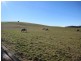 281 Camena Road, Natone TAS 7321