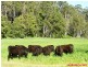 Merseylea TAS 7305
