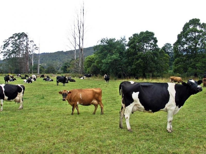 Gunns Plains TAS 7315