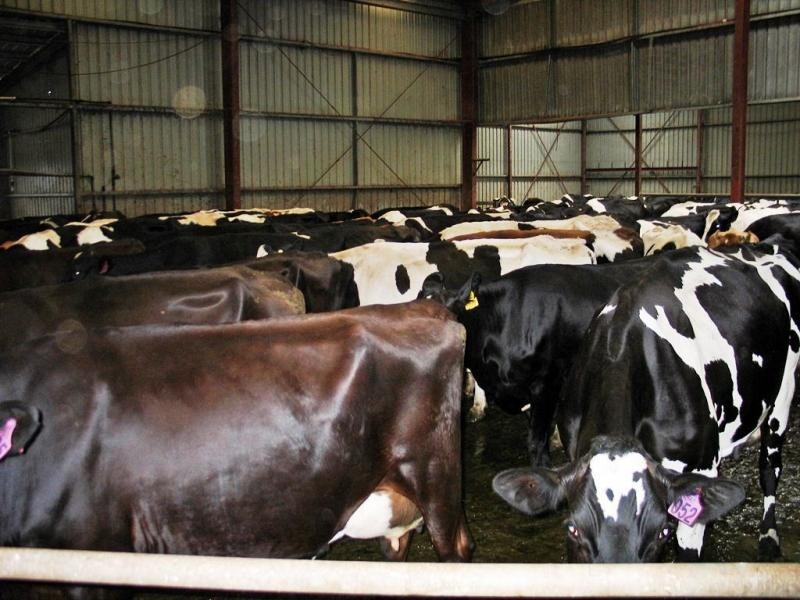 Gunns Plains TAS 7315