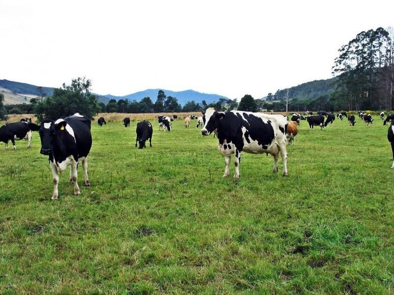 Gunns Plains TAS 7315