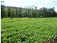 Merseylea TAS 7305